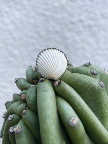 Anello “Bukit” - ARGENTO 🐚