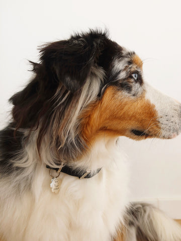 ✿ Médaillon Chien - Cool Kid ✿